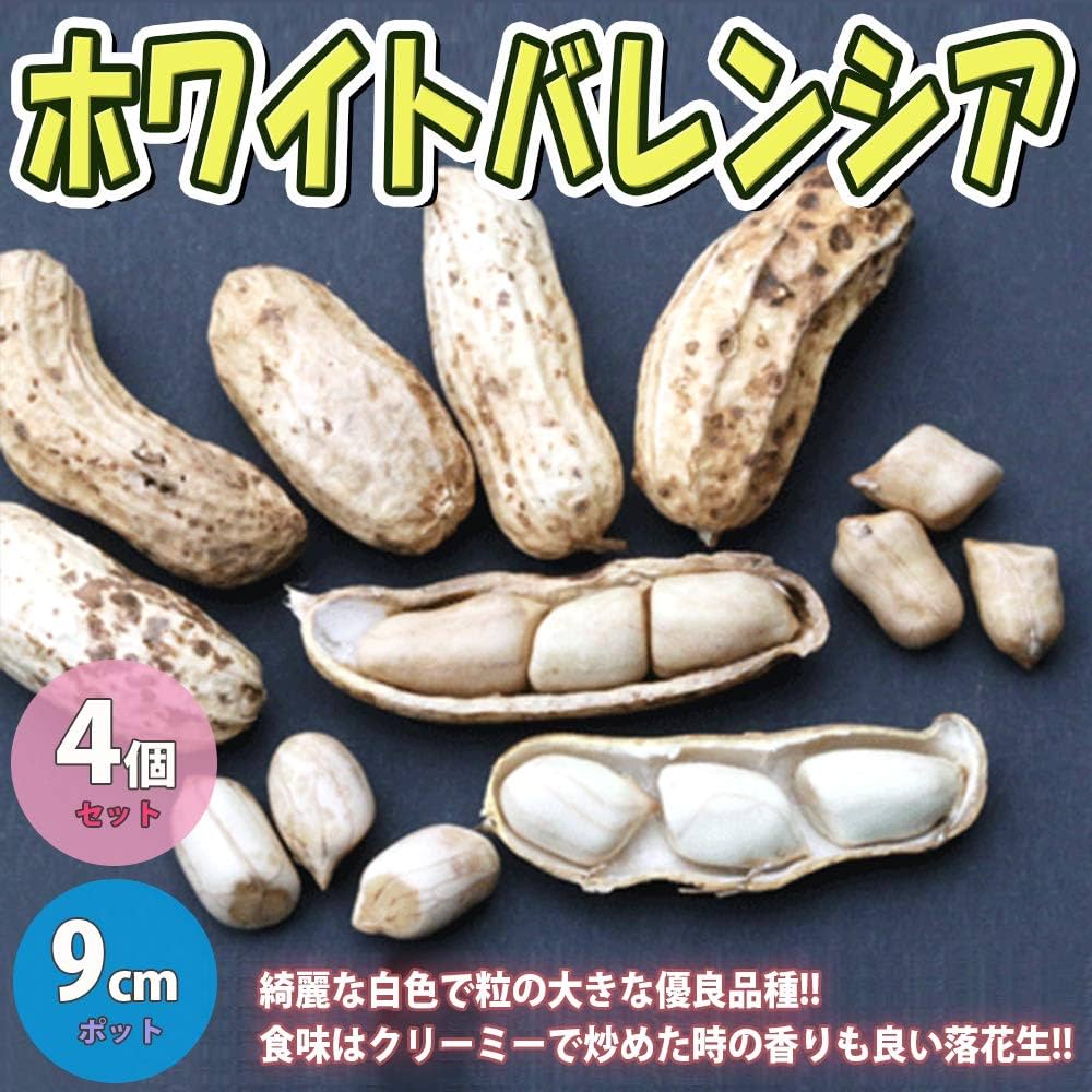 Amazon.co.jp: 落花生の苗 ホワイトバレンシア【野菜苗 9cm